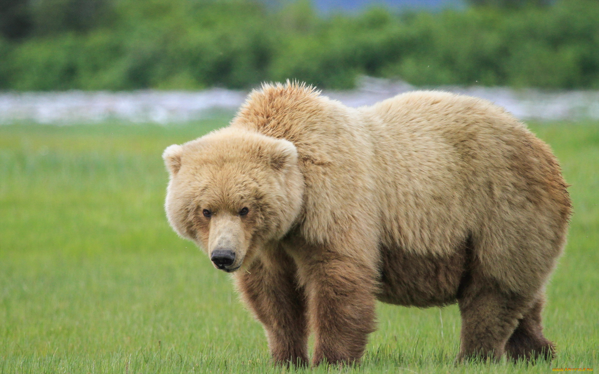 Аю дж. Бурый медведь. Бурый медведь с медвежатами. Медведь Гризли. Апеннинский бурый медведь.